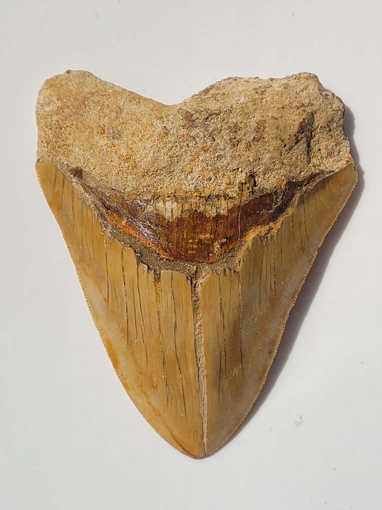 Megalodon - Skamieniały ząb - 11.7 cm - 9.3 cm #1.2