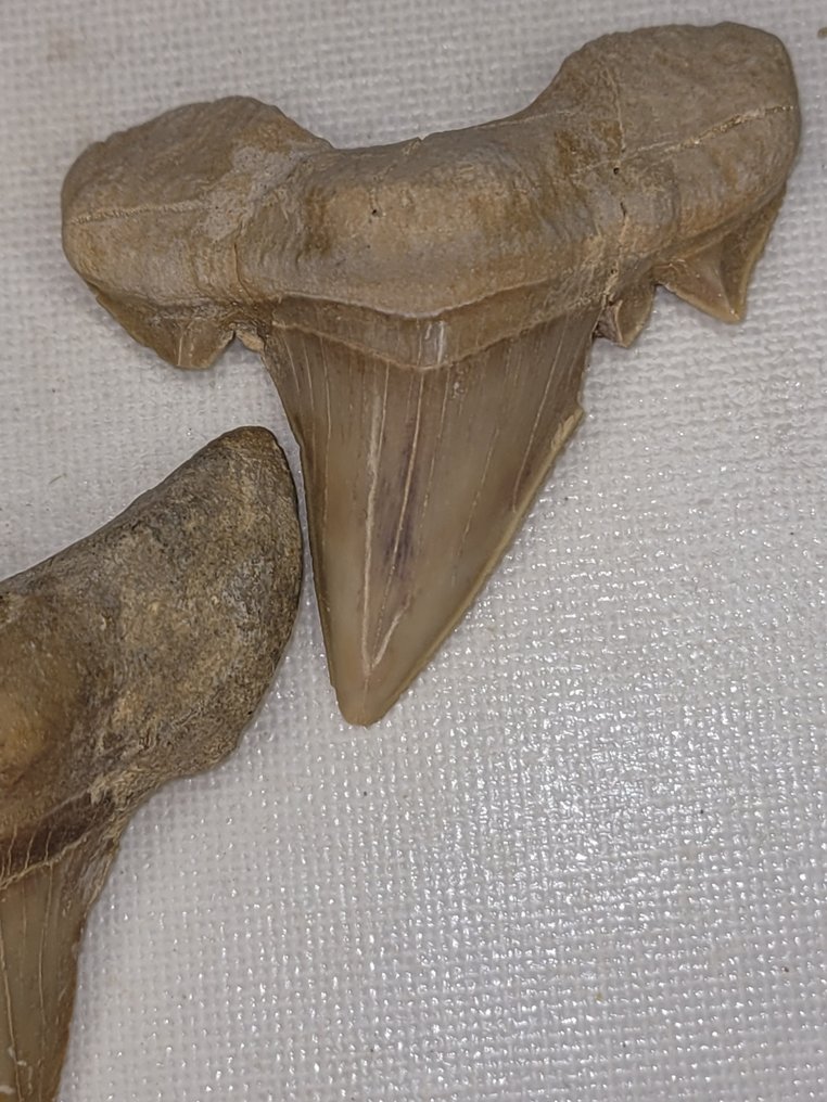 Squalo - Dente fossile - ottodo #3.1