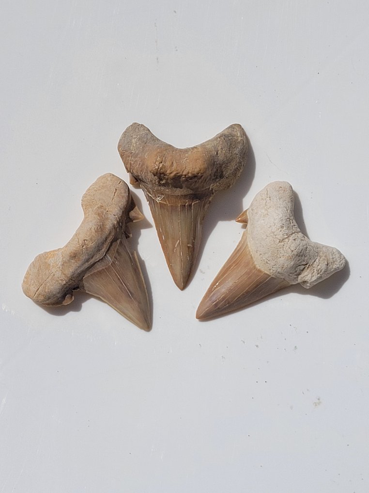 Squalo - Dente fossile - ottodo #2.1