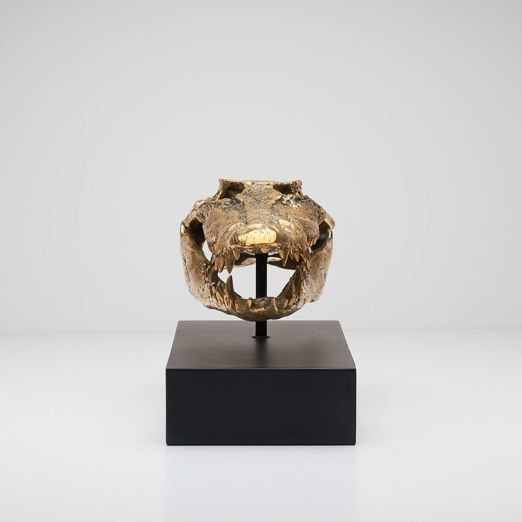 Sculpture, Saltwater Crocodile Skull fashioned in bronze, on custom stand - 18 cm - Bronze #1.0