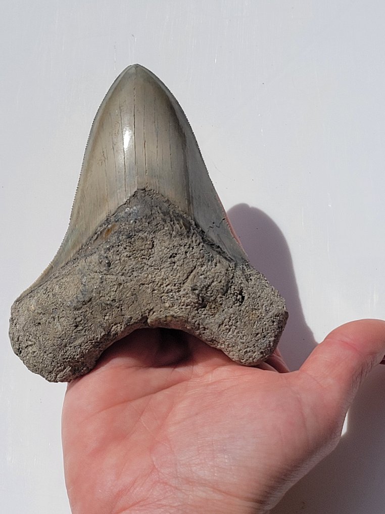 Megalodon - Fossiele tand - 10.5 cm - 8.6 cm #1.1