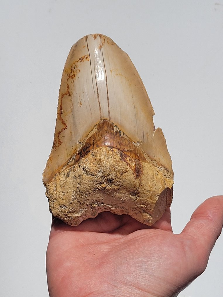 Megalodon - Fossiiliset hampaat - 11 cm - 7.6 cm #1.1