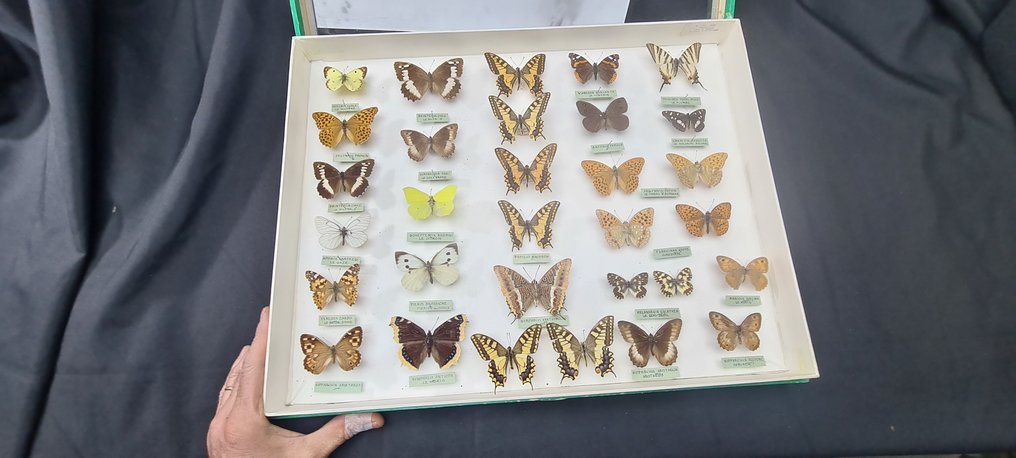 Butterflies Collection - new ex PAGES  collection (50X39 cm) -  - Διόραμα Papilionoidea sp  - with full data and determination information - 1970-1980 #2.1