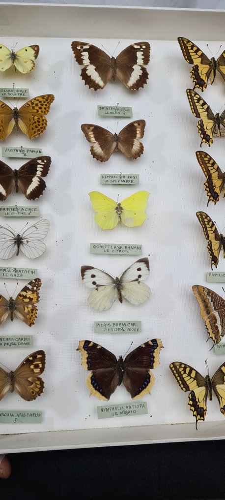 Butterflies Collection - new ex PAGES  collection (50X39 cm) -  - Dioraama Papilionoidea sp  - with full data and determination information - 1970-1980 #3.2