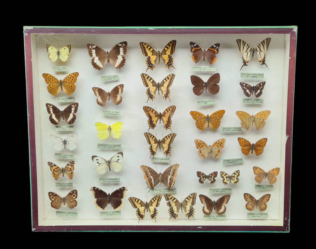 Butterflies Collection - new ex PAGES  collection (50X39 cm) -  - Dioramă Papilionoidea sp  - with full data and determination information - 1970-1980 #1.1
