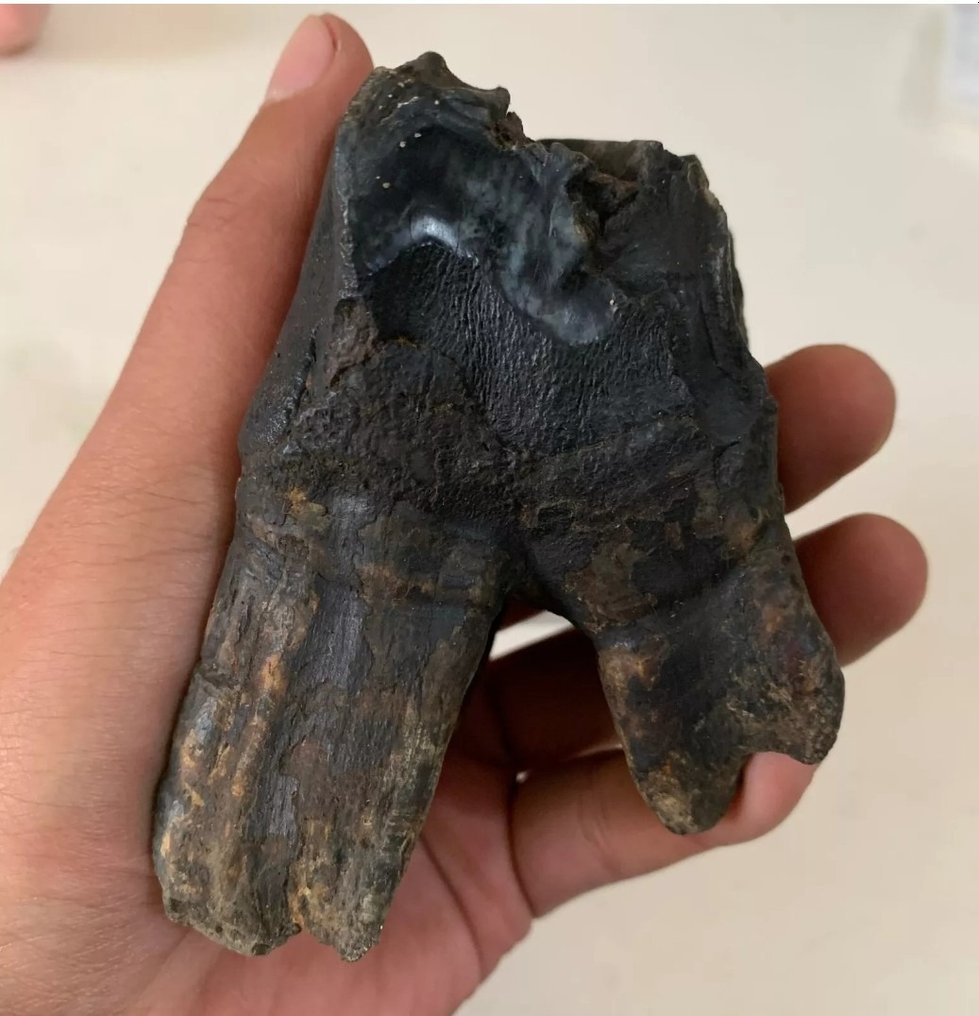 Enorme molare di rinoceronte lanoso, permafrost siberiano - Dente fossile - 10 cm - 6 cm #2.1