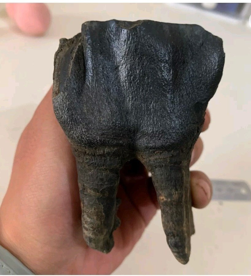 Enorme molare di rinoceronte lanoso, permafrost siberiano - Dente fossile - 10 cm - 6 cm #1.1