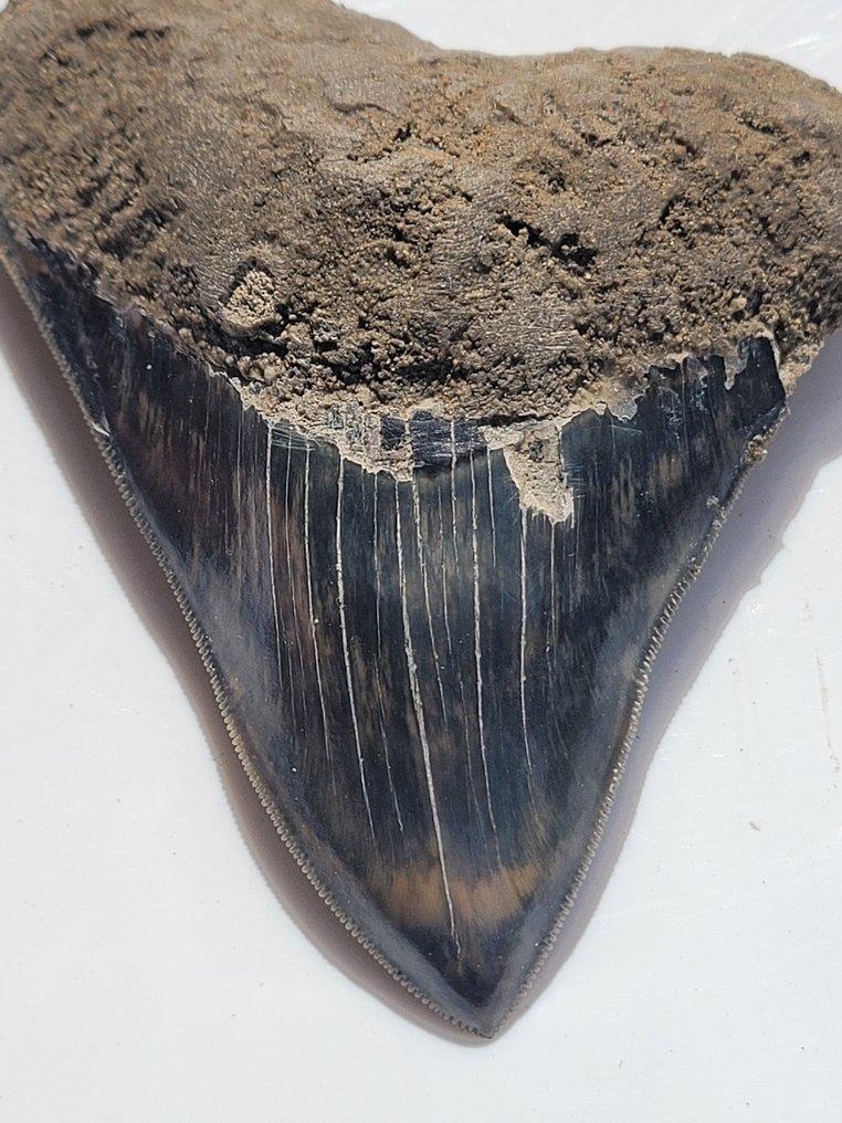 Megalodon - Fossil tand - 10.4 cm - 8 cm #1.2