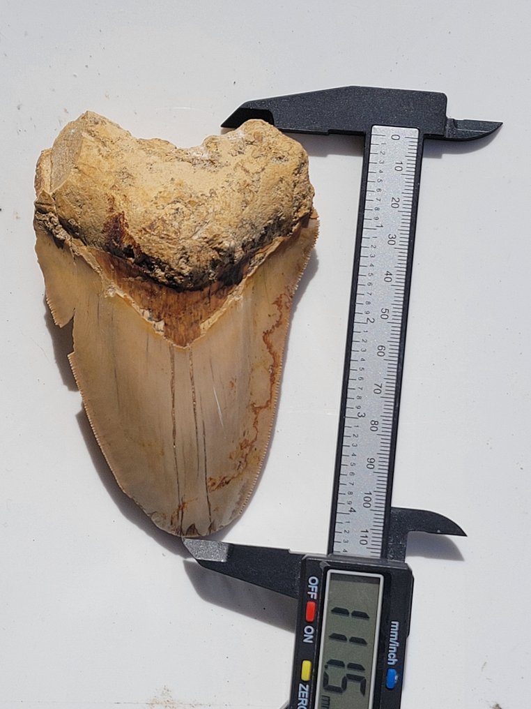 Megalodon - Fossiiliset hampaat - 11 cm - 7.6 cm #2.1