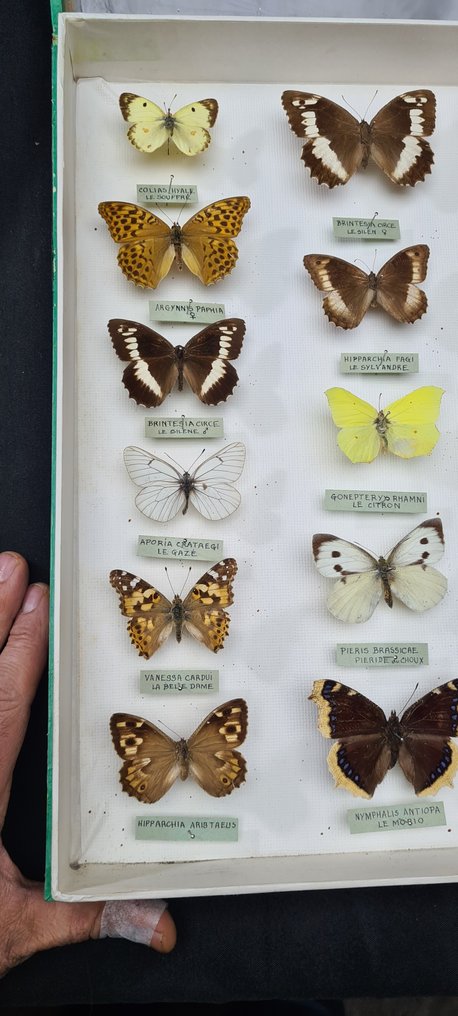 Butterflies Collection - new ex PAGES  collection (50X39 cm) -  - 立体透视模型 Papilionoidea sp  - with full data and determination information - 1970-1980 #3.1