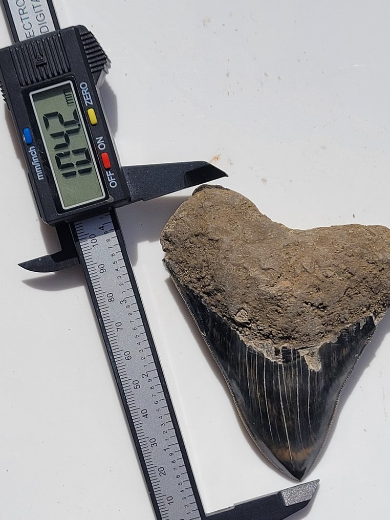 Megalodon - Fossil tand - 10.4 cm - 8 cm #2.1
