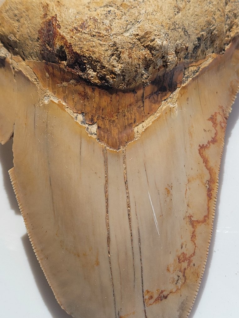 Megalodon - Fossiler Zahn - 11 cm - 7.6 cm #1.2