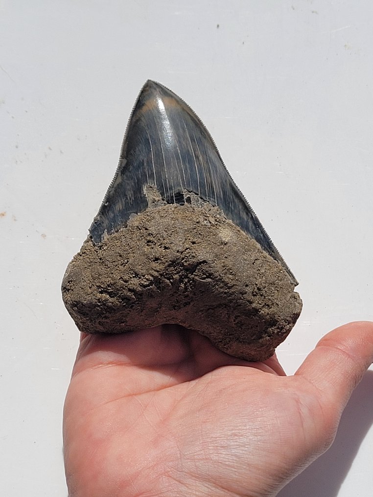 Megalodon - Fossil tand - 10.4 cm - 8 cm #1.1