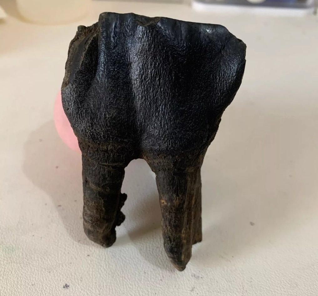 Enorme molare di rinoceronte lanoso, permafrost siberiano - Dente fossile - 10 cm - 6 cm #1.2