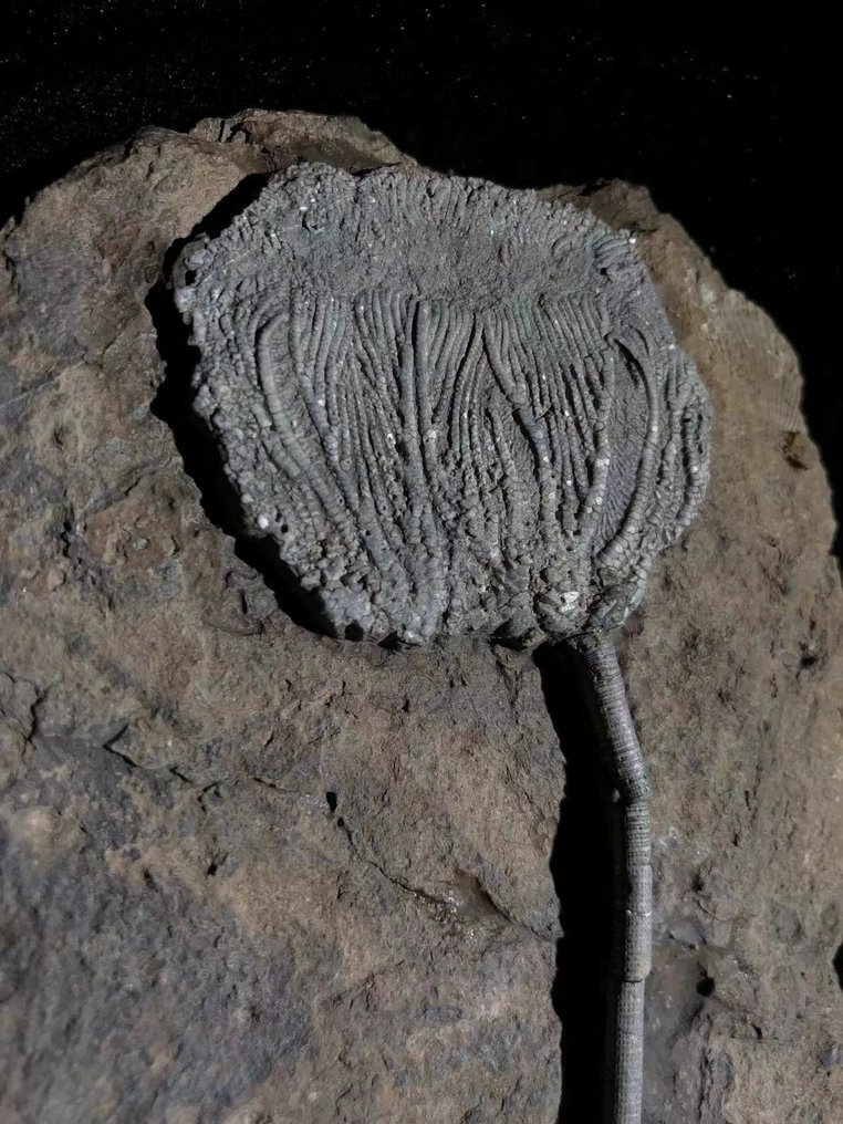 Sjölilja - Fossiliserad växt - Traumatocrinus guanlingensis sp.nov - 310 mm - 105 mm #1.2