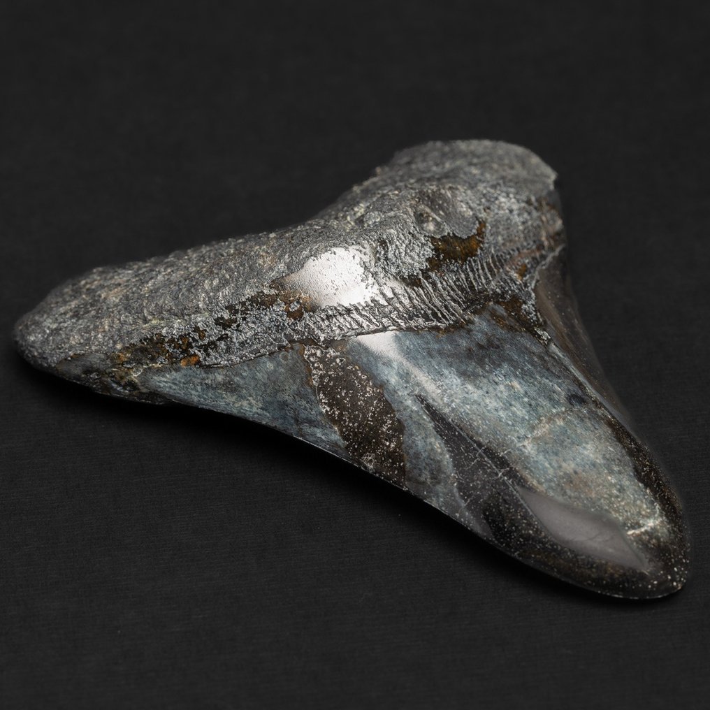 Megalodon Tooth - Απολιθωμένο δόντι - Carcharocles Megalodon - 98.7 mm - 79 mm #1.1