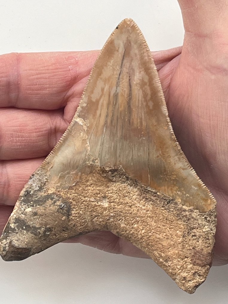 Dintele Megalodon 10,8 cm - Dinte fosilă - Carcharocles megalodon  (Fără preț de rezervă) #1.2
