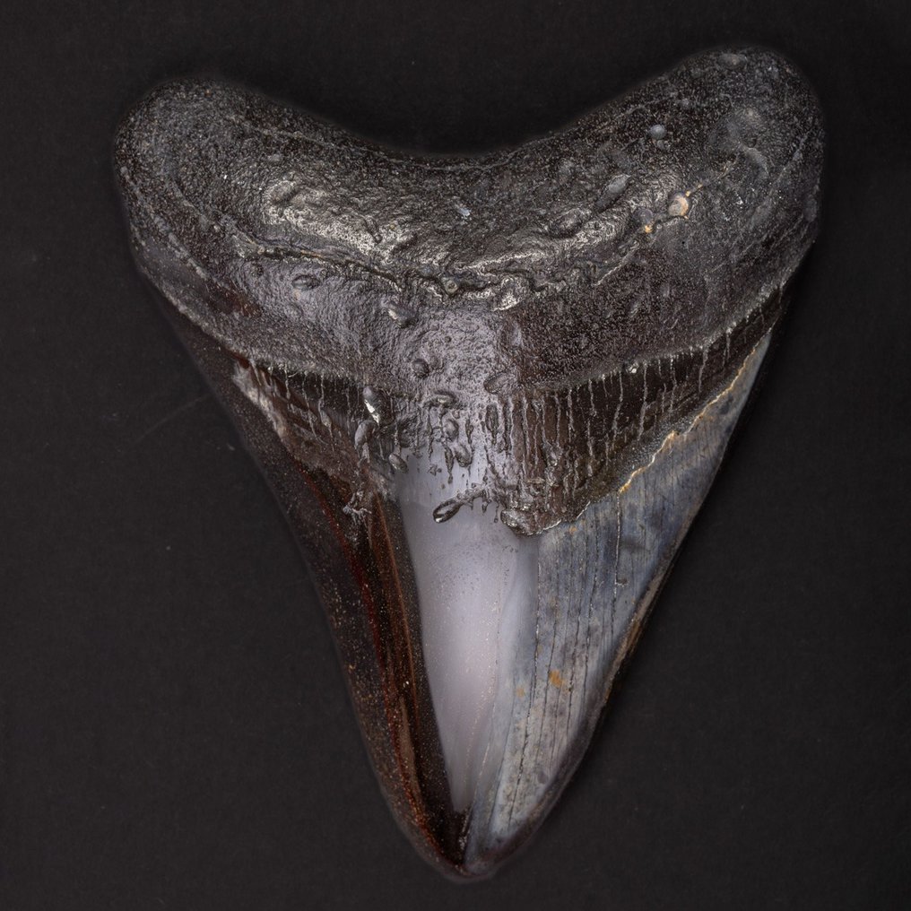 Dente de Megalodonte - Dente fóssil - Carcharocles Megalodon - 109 mm - 87.5 mm #1.2