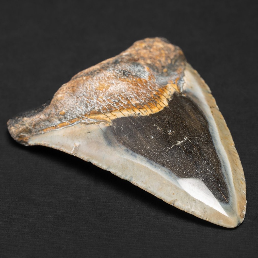 Megalodon-Zahn - Fossiler Zahn - Carcharocles Megalodon - 98 mm - 72 mm #1.2