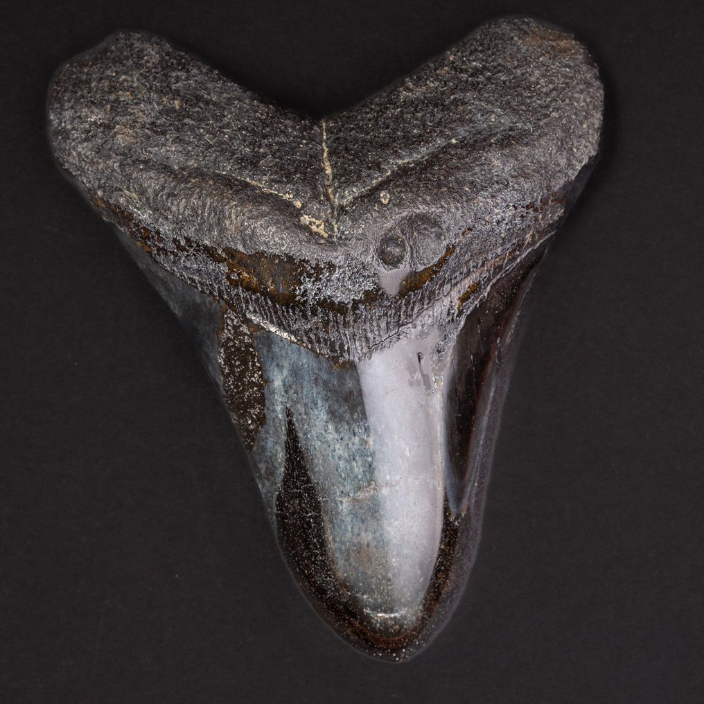 Megalodon Tooth - Απολιθωμένο δόντι - Carcharocles Megalodon - 98.7 mm - 79 mm #2.1