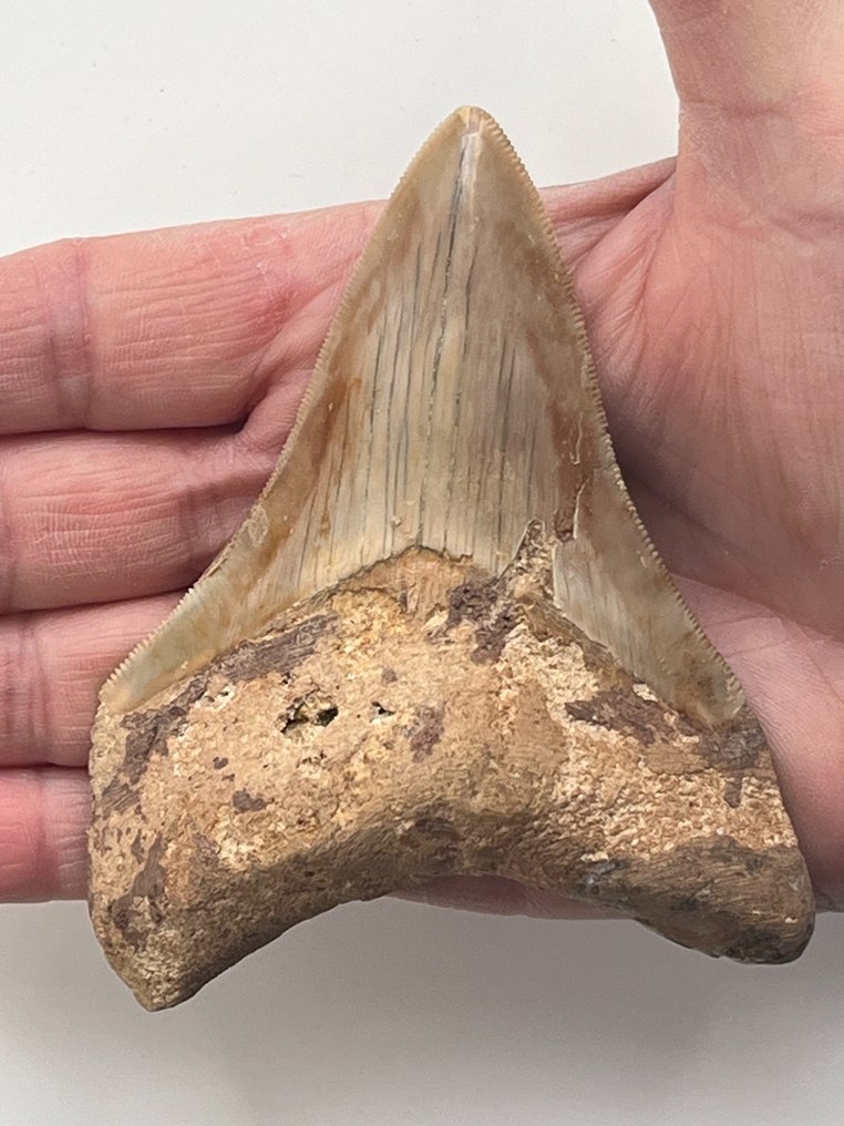 Dintele Megalodon 10,8 cm - Dinte fosilă - Carcharocles megalodon  (Fără preț de rezervă) #1.1