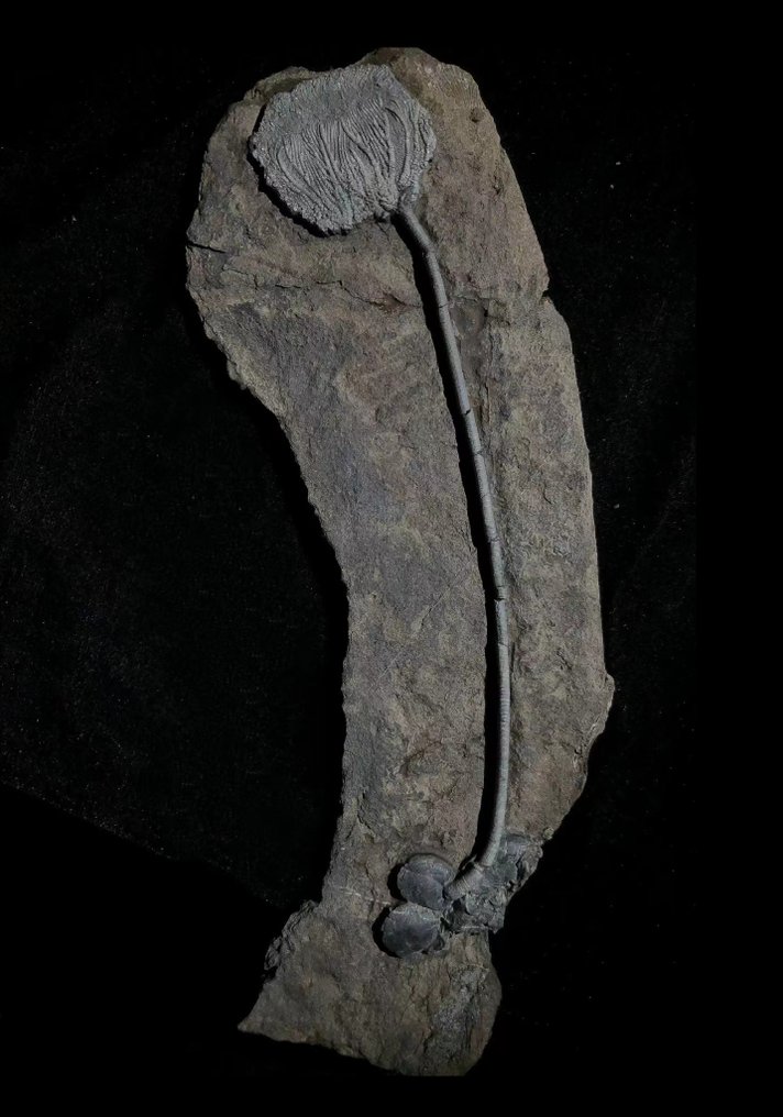 Sjölilja - Fossiliserad växt - Traumatocrinus guanlingensis sp.nov - 310 mm - 105 mm #1.1
