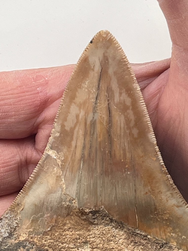 Megalodon tand 10,8 cm - Fossiele tand - Carcharocles megalodon  (Zonder Minimumprijs) #2.1