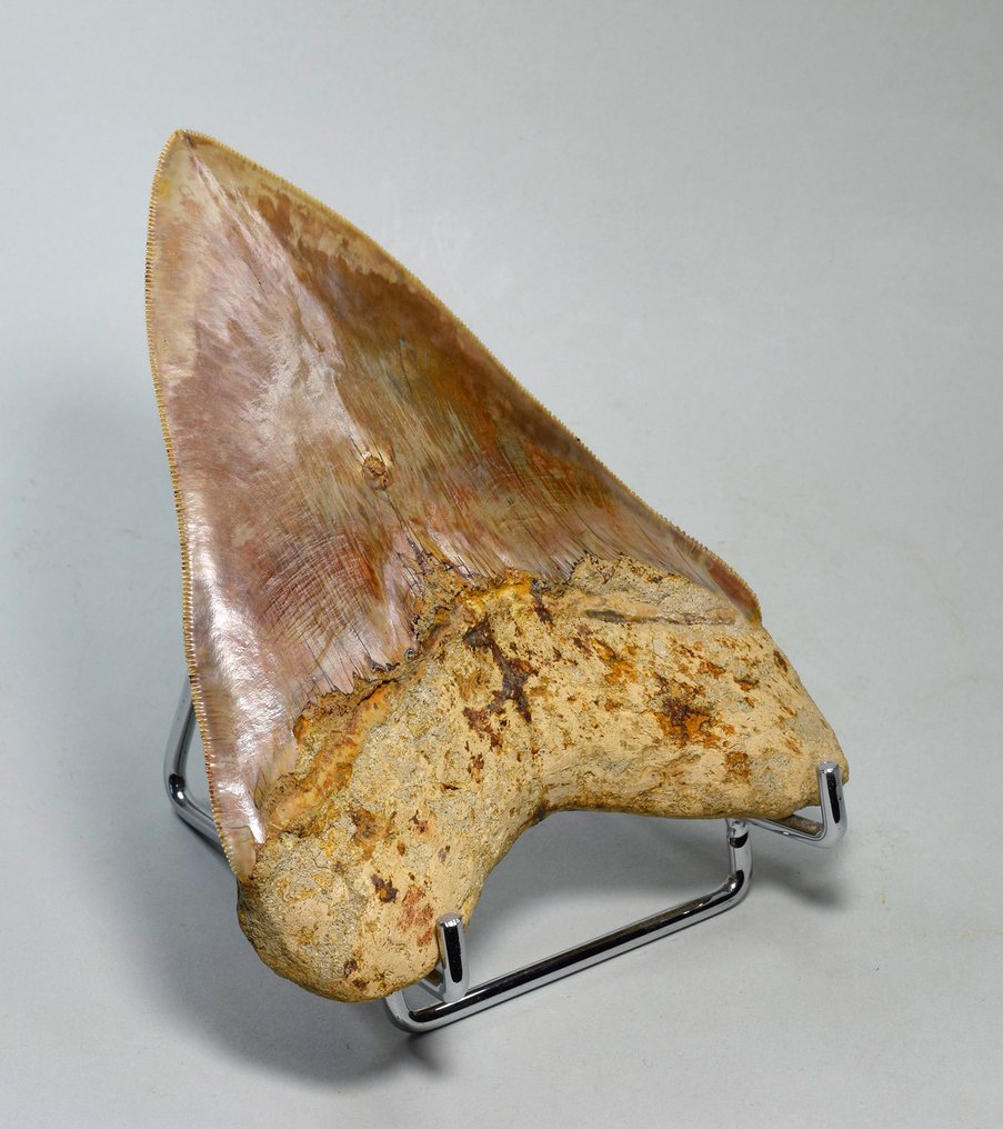 Megalodon - Fossil tann - Carcharodon megalodon - 13.7 cm #4.3