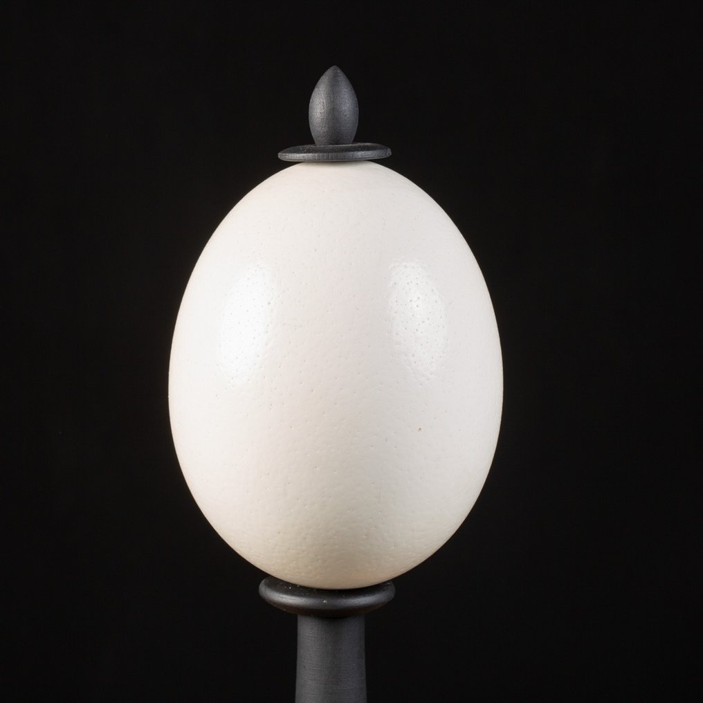 Ostrich Egg - Dark Wood Handmade Basement - Uovo - Strutio Camelus - 448 mm - 118 mm - 118 mm #2.1