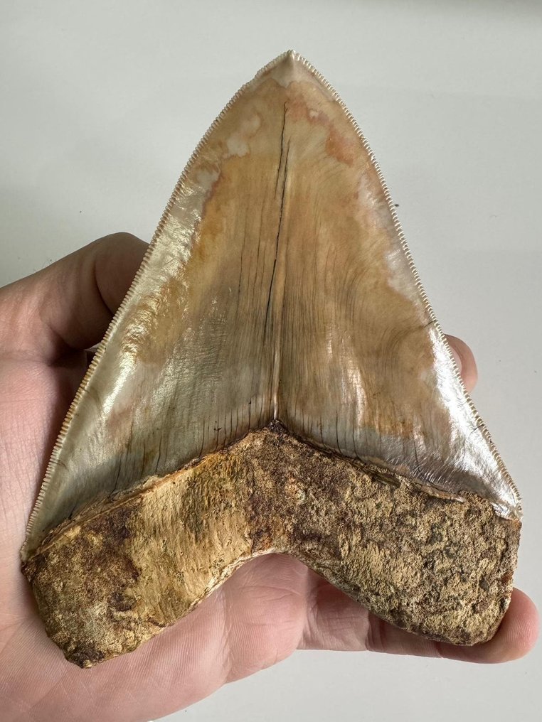 Megalodon - Fossila tänder - Carcharocles megalodon - 13.8 cm #1.2