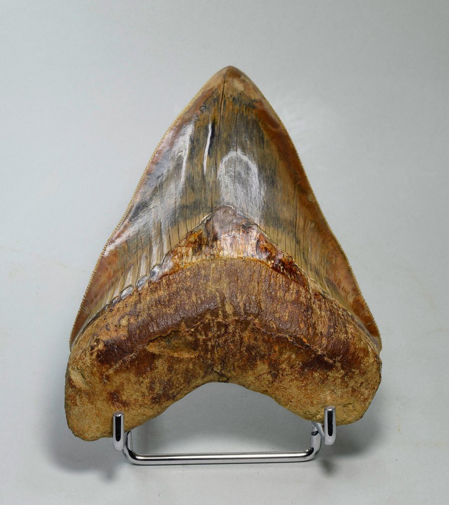 巨牙鯊 - 牙齒化石 - Carcharodon megalodon #1.1