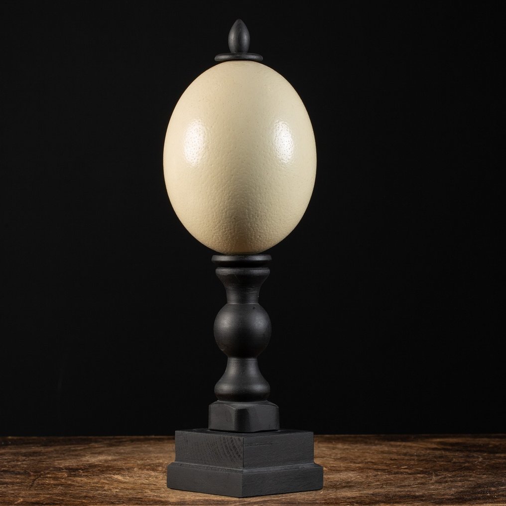 Ostrich Egg - Dark Wood Handmade Basement - Uovo - Strutio Camelus - 378 mm - 124 mm - 124 mm #1.2