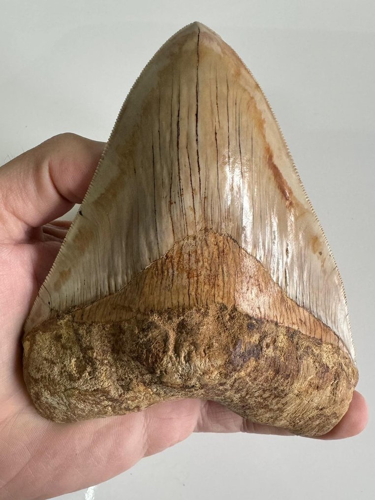 Megalodon - Dentes fósseis - Carcharocles megalodon - 13.8 cm #1.1