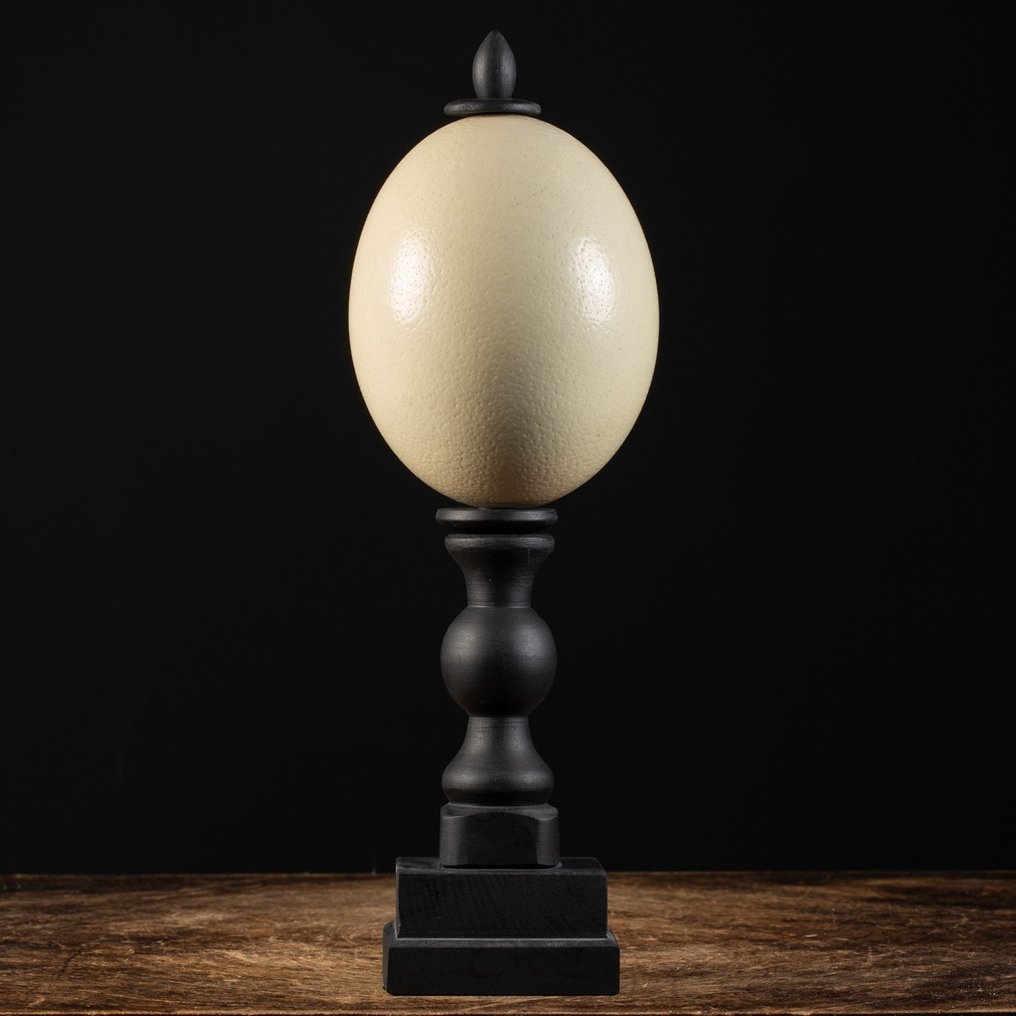 Ostrich Egg - Dark Wood Handmade Basement - Uovo - Strutio Camelus - 378 mm - 124 mm - 124 mm #2.1