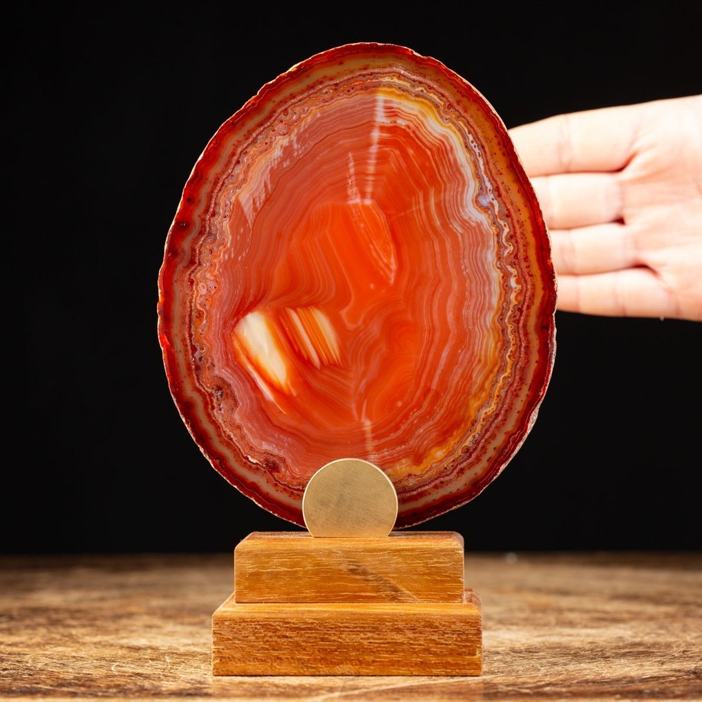 Premium Quality Agate - Carnelian Slice - Wood and Satiny Brass Base - Height: 196 mm - Width: 128 mm- 478 g #1.1