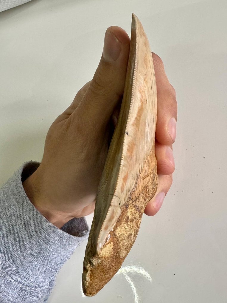 Megalodon - Fossila tänder - Carcharocles megalodon - 13.8 cm #2.1
