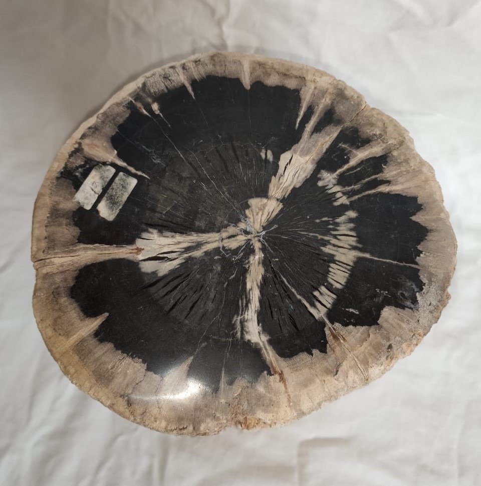Madeira petrificada - Madeira fossilizada - Diptocarpus - 20 cm - 15 cm #1.2