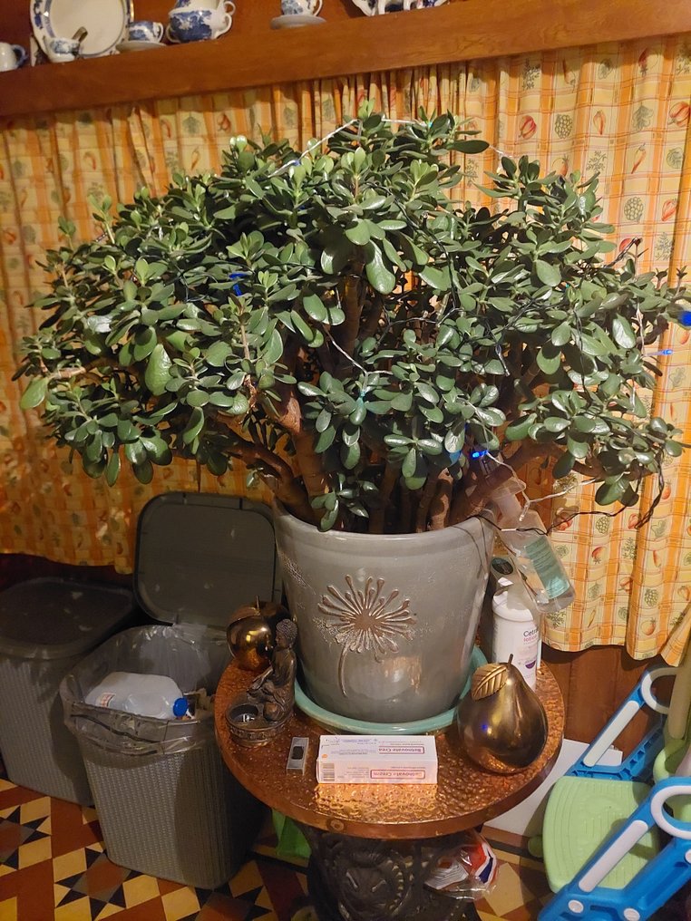 Azalea Bonsai (Rhododendron) - Höjd (träd): 4 ft - Djup (träd): 4 ft - Kina #2.1