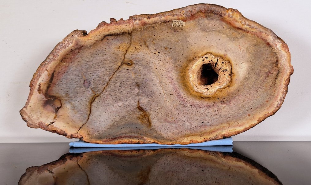 Fossiles Holz - Versteinertes Holz - Tietea Singularis - 15.5 cm - 29.7 cm #2.1