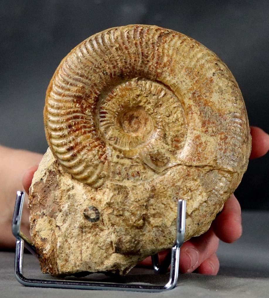 Fin Ammonit - På stativ - Forstenet dyr - Pseudogrammoceras fallaciosum (11 cm) - 12.7 cm - 9.9 cm #2.1