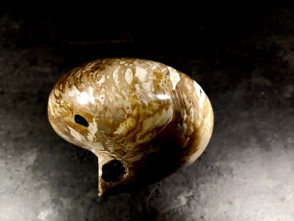 large nautilus - Fossilised animal - nautilus - 14 cm - 9 cm #2.3