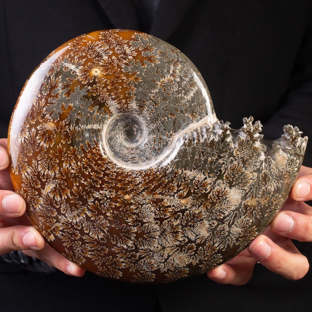 Aragonit og Calcit Pæn poleret ammonit - Højde: 200 mm - Bredde: 180 mm- 1512 g #1.1