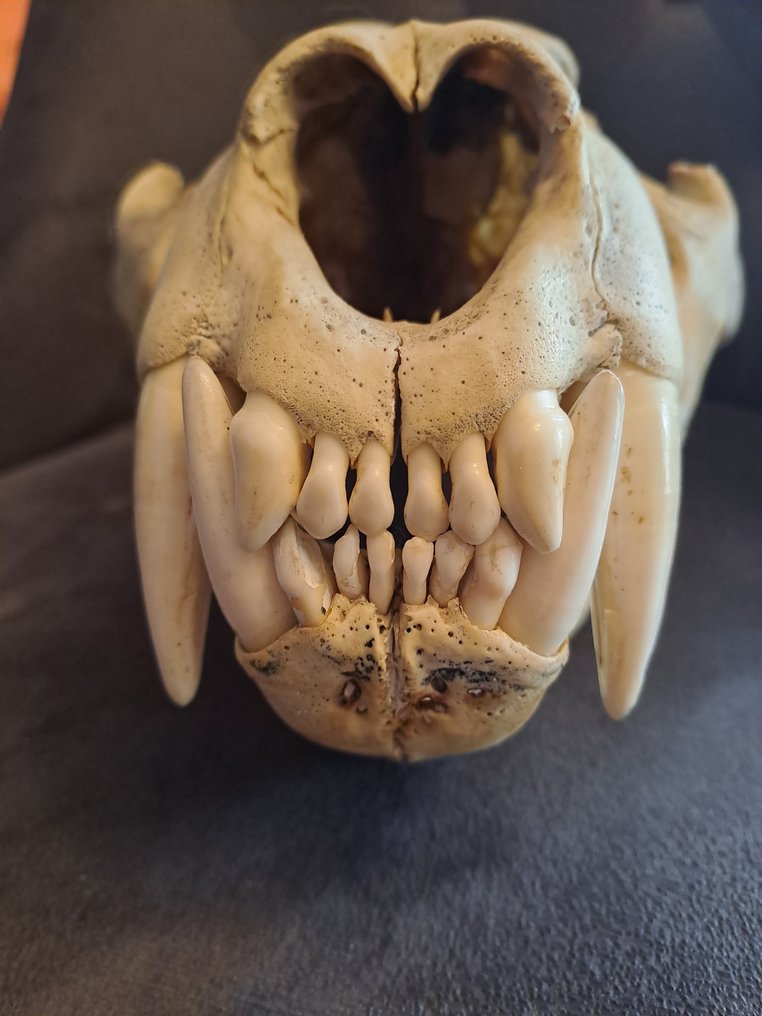 African lion Skull - Panthera leo - 12 cm - 18 cm - 29 cm- CITES ...