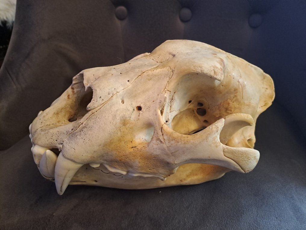 African lion Skull - Panthera leo - 12 cm - 18 cm - 29 cm- CITES ...