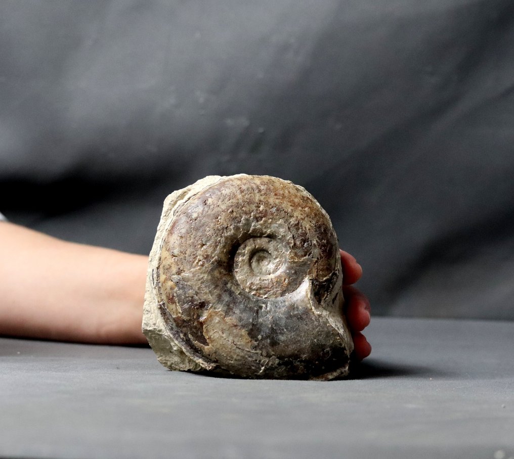 優質菊石 - 在自立石上 - 動物化石 - Esericeras eseri (11.5 cm) - 12.5 cm - 10.7 cm  (沒有保留價) #1.1
