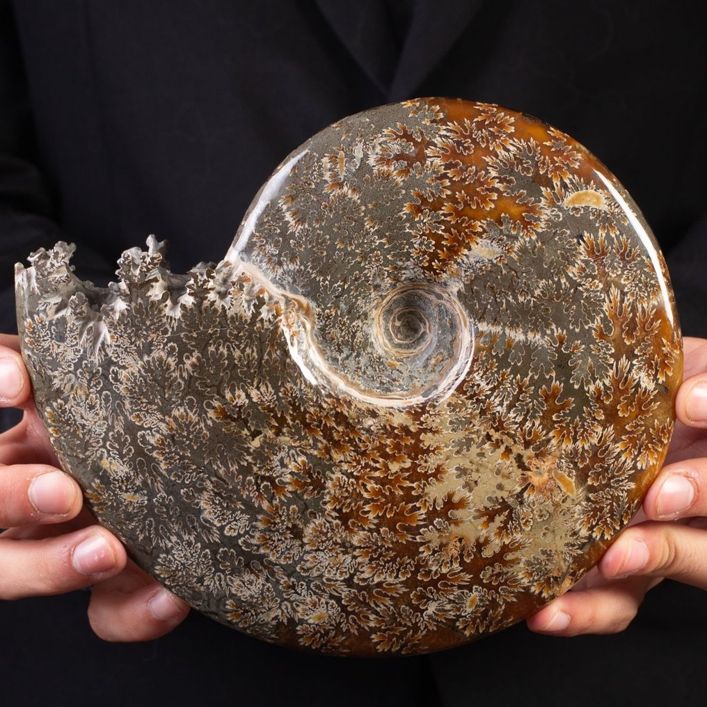 Aragonit og Calcit Pæn poleret ammonit - Højde: 200 mm - Bredde: 180 mm- 1512 g #1.2