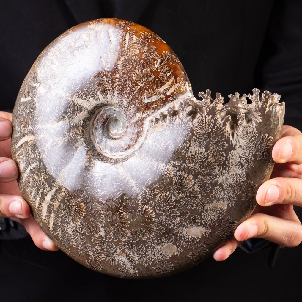 Pæn poleret ammonit - Forstenet skal - Aioloceras (Cleoniceras) sp. - 22 cm - 19 cm #1.2