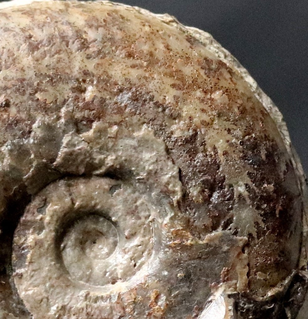 Amonit fin - Pe piatră auto-stătătoare - Animale fosilizate - Esericeras eseri (11.5 cm) - 12.5 cm - 10.7 cm  (Fără preț de rezervă) #2.1