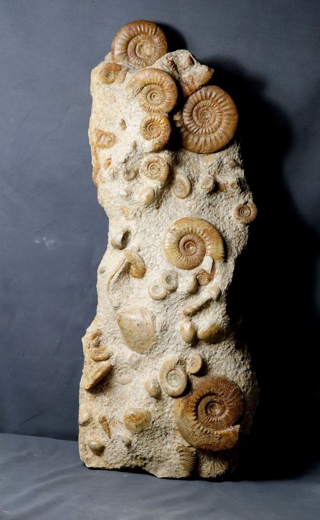 非常漂亮，巨大的多块菊石板 - 化石板块基质 - Reineckeia + Hecticoceras + Choffatia + Brachiopods - 72 cm - 27 cm #1.2