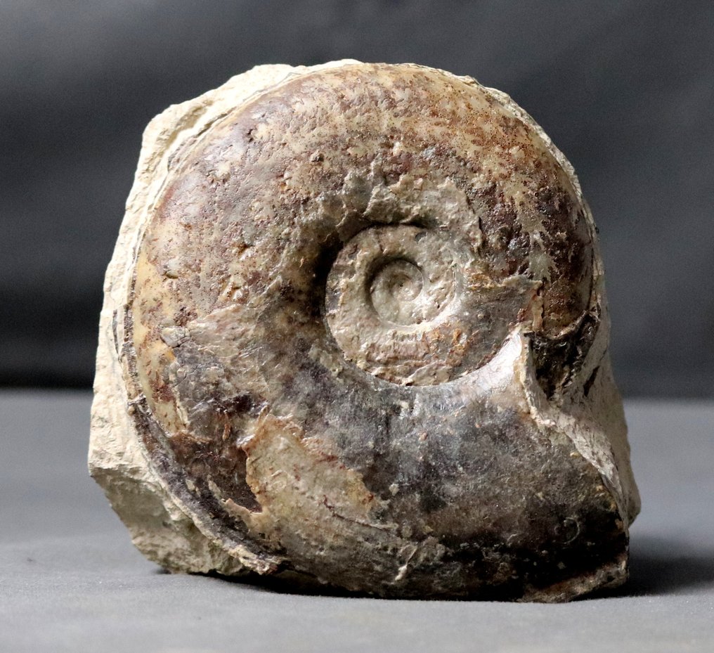 Feiner Ammonit - Auf freistehendem Stein - Tierfossil - Esericeras eseri (11.5 cm) - 12.5 cm - 10.7 cm  (Ohne Mindestpreis) #1.2